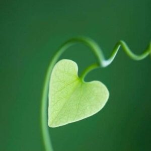 Nguyễn Hồng Ánh